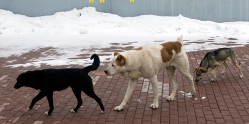 ЗЭРЛЭГШСЭН НОХОЙ МУУР УСТГАХ АЖИЛ ЭХЭЛЛЭЭ